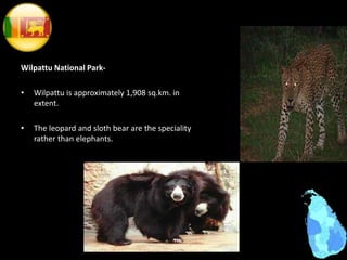 Wilpattu National Park-
• Wilpattu is approximately 1,908 sq.km. in
extent.
• The leopard and sloth bear are the speciality
rather than elephants.
 
