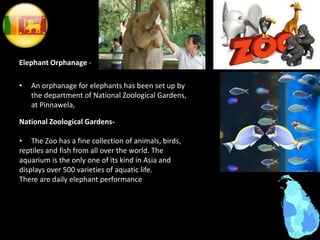 Elephant Orphanage -
• An orphanage for elephants has been set up by
the department of National Zoological Gardens,
at Pinnawela,
National Zoological Gardens-
• The Zoo has a fine collection of animals, birds,
reptiles and fish from all over the world. The
aquarium is the only one of its kind in Asia and
displays over 500 varieties of aquatic life.
There are daily elephant performance
 