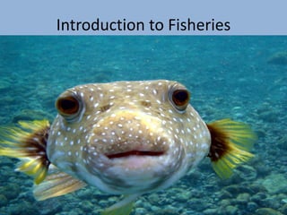 Fish Introduction Simple Introduction of Fisheries and Kinds of Fish | PDF