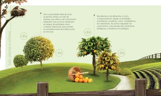 Solo, plantas e animais

Sem a quantidade ideal de zinco,
as plantas sofrem um tipo de
estresse, que afeta o seu crescimento
adequado. Isso as torna vulneráveis
ao ataque de patologias como
a clorose internerval, que consiste
no amarelecimento das folhas entre
as nervuras.

Nas plantas e nos alimentos, o zinco
é responsável por regular as atividades
enzimáticas e protéicas, como: metabolismo
do carboidrato, da auxina (regulador do
crescimento); manutenção das membranas
biológicas; e resistência imunológica.

 