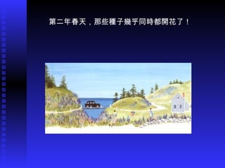 第二年春天，那些種子幾乎同時都開花了！ 