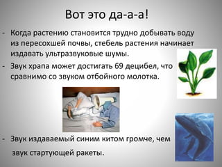 Вот это да-а-а!
- Когда растению становится трудно добывать воду
из пересохшей почвы, стебель растения начинает
издавать ультразвуковые шумы.
- Звук храпа может достигать 69 децибел, что
сравнимо со звуком отбойного молотка.
- Звук издаваемый синим китом громче, чем
звук стартующей ракеты.
 