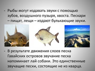- Рыбы могут издавать звуки с помощью
зубов, воздушного пузыря, хвоста. Пескари
– пищат, лещи – издают булькающие звуки.
- В результате движения слоев песка
Гавайских островов звучание песка
напоминает лай собаки. Это единственные
звучащие пески, состоящие не из кварца.
 