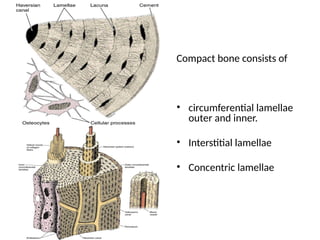 histology of bone first year anatomy.pptx