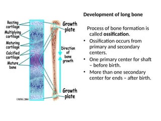 Occidental First Bone Spring histology of bone first year anatomy.pptx