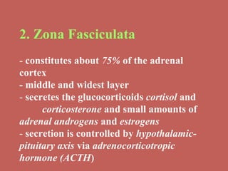 2. Zona Fasciculata   -  constitutes about  75%  of the adrenal cortex - middle and widest layer -  secretes the glucocorticoids  cortisol  and  corticosterone  and small amounts of  adrenal androgens  and  estrogens -  secretion is controlled by  hypothalamic- pituitary axis  via  adrenocorticotropic  hormone (ACTH ) 