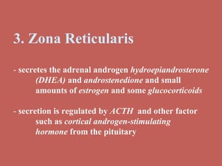 3. Zona Reticularis -  secretes the adrenal androgen  hydroepiandrosterone  (DHEA)  and  androstenedione  and small  amounts of  estrogen  and some  glucocorticoids -  secretion is regulated by  ACTH   and other factor  such as  cortical androgen-stimulating  hormone  from the pituitary 