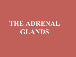 997399 adrenal-glands