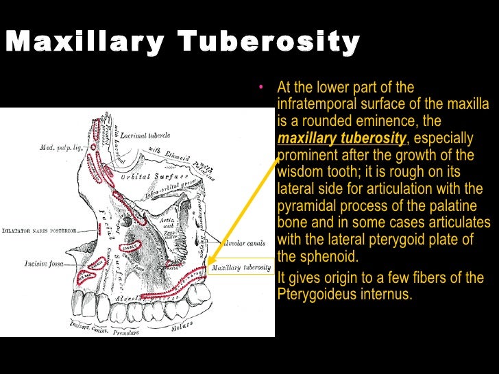 The Head Human Anatomy