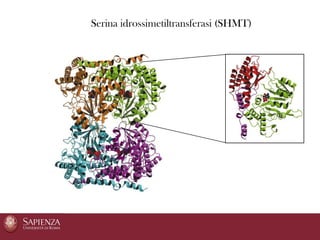 Serina idrossimetiltransferasi (SHMT)
 