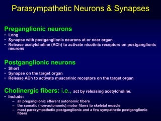 Preganglionic neurons
• Long
• Synapse with postganglionic neurons at or near organ
• Release acetylcholine (ACh) to activate nicotinic receptors on postganglionic
neurons
Postganglionic neurons
• Short
• Synapse on the target organ
• Release ACh to activate muscarinic receptors on the target organ
Cholinergic fibers: i.e., act by releasing acetylcholine.
• Include:
– all preganglionic efferent autonomic fibers
– the somatic (non-autonomic) motor fibers to skeletal muscle
– most parasympathetic postganglionic and a few sympathetic postganglionic
fibers
Parasympathetic Neurons & Synapses
 