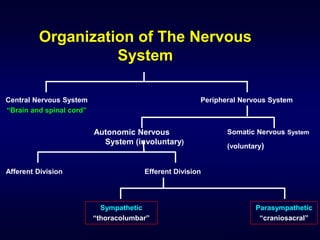 Organization of The Nervous
System
Central Nervous System
“Brain and spinal cord”
Peripheral Nervous System
Somatic Nervous System
(voluntary)
Autonomic Nervous
System (involuntary)
Sympathetic
“thoracolumbar”
Parasympathetic
“craniosacral”
Efferent Division
Afferent Division
 