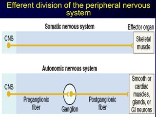Efferent division of the peripheral nervous
system
 