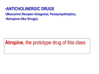 •ANTICHOLINERGIC DRUGS
•(Muscarinic Receptor Antagonist, Parasympatholytics,
•Atropine-like Drugs)
Atropine, the prototype drug of this class
 