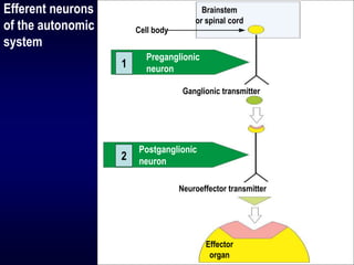 Efferent neurons
of the autonomic
system
Brainstem
or spinal cord
Cell body
Ganglionic transmitter
Neuroeffector transmitter
Preganglionic
neuron
Postganglionic
neuron
1
2
Effector
organ
 