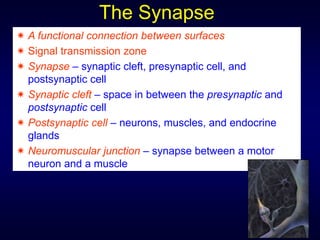 The Synapse
 A functional connection between surfaces
 Signal transmission zone
 Synapse – synaptic cleft, presynaptic cell, and
postsynaptic cell
 Synaptic cleft – space in between the presynaptic and
postsynaptic cell
 Postsynaptic cell – neurons, muscles, and endocrine
glands
 Neuromuscular junction – synapse between a motor
neuron and a muscle
 