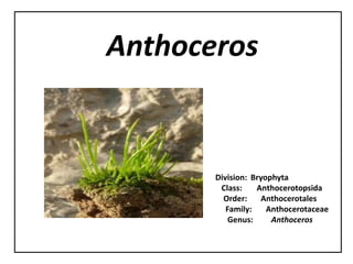 Anthoceros
Division: Bryophyta
Class: Anthocerotopsida
Order: Anthocerotales
Family: Anthocerotaceae
Genus: Anthoceros
 