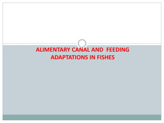 ALIMENTARY CANAL AND FEEDING
ADAPTATIONS IN FISHES
 