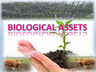 BIOLOGICAL ASSETS
 