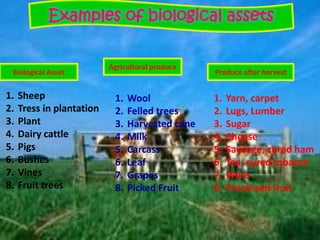 Examples of biological assets
Biological Asset
Agricultural produce
Produce after harvest
1. Sheep
2. Tress in plantation
3. Plant
4. Dairy cattle
5. Pigs
6. Bushes
7. Vines
8. Fruit trees
1. Wool
2. Felled trees
3. Harvested cane
4. Milk
5. Carcass
6. Leaf
7. Grapes
8. Picked Fruit
1. Yarn, carpet
2. Lugs, Lumber
3. Sugar
4. Cheese
5. Sausage, cured ham
6. Tea, cured tobacco
7. Wine
8. Processed fruit
 