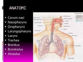 ANATOMI
 Cavum nasi
 Nasopharynx
 Oropharynx
 Laryngopharynx
 Larynx
 Trachea
 Bronkus
 Bronkiolus
 Alveolus
 