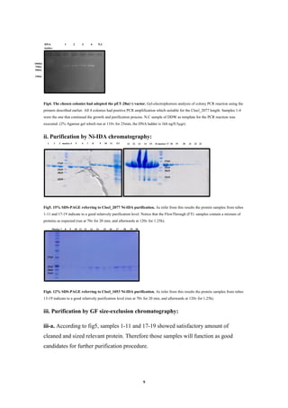 9
1000kb
750kb
500kb
250kb
DNA 1 2 3 4 N.C
ladder
1 2 3 marker 4 5 6 7 8 9 10 11 FT 12 12 13 14 15 16 marker 17 18 19 20 21 22 23
Marker 7 8 9 10 11 12 13 14 15 16 17 18 19 20
Fig4. The chosen colonies had adopted the pET-28a(+) vactor. Gel-electrophoresis analysis of colony PCR reaction using the
primers described earlier. All 4 colonies had positive PCR amplification which suitable for the Clocl_2077 length. Samples 1-4
were the one that continued the growth and purification process. N.C sample of DDW as template for the PCR reaction was
executed. (2% Agarose gel which run at 110v for 25min, the DNA ladder is 1kb ng/0.5µgr).
ii. Purification by Ni-IDA chromatography:
Fig5. 15% SDS-PAGE referring to Clocl_2077 Ni-IDA purification. As infer from this results the protein samples from tubes
1-11 and 17-19 indicate to a good relatively purification level. Notice that the FlowThrough (FT) samples contain a mixture of
proteins as expected (run at 70v for 20 min, and afterwards at 120v for 1.25h).
Fig6. 12% SDS-PAGE referring to Clocl_1053 Ni-IDA purification. As infer from this results the protein samples from tubes
13-19 indicate to a good relatively purification level (run at 70v for 20 min, and afterwards at 120v for 1.25h).
iii. Purification by GF size-exclusion chromatography:
iii-a. According to fig5, samples 1-11 and 17-19 showed satisfactory amount of
cleaned and sized relevant protein. Therefore those samples will function as good
candidates for further purification procedure.
37kD
25kD
20kD
15kD
37kD
25kD
20kD
15kD
37kD
25kD
20kD
15kD
 