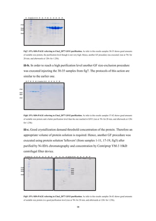 10
21 22 marker 23 24 25 26 27 30 31 32 33 34 35
36 37 38 39 40 41 marker 42 43 44 45 46 47 48
31 marker 32 33 34 35 36 37 38 39 40 41 42 43 marker 44 44 45 46 47 48 49
Fig7. 15% SDS-PAGE referring to Clocl_2077 GF#1 purification. As infer in this results samples 30-35 shows good amounts
of suitable size protein, the purification level though is not very high. Hence, another GF procedure was executed. (run at 70v for
20 min, and afterwards at 120v for 1.25h).
iii-b. In order to reach a high purification level another GF size-exclusion procedure
was executed injecting the 30-35 samples from fig7. The protocols of this action are
similar to the earlier one.
Fig8. 15% SDS-PAGE referring to Clocl_2077 GF#2 purification. As infer in this results samples 37-42 shows good amounts
of suitable size protein and a better purification level than the one reached in GF#1 (run at 70v for 20 min, and afterwards at 120v
for 1.25h).
iii-c. Good crystallization demand threshold concentration of the protein. Therefore an
appropriate volume of protein solution is required. Hence, another GF procedure was
executed using protein solution 'leftovers' (from samples 1-11, 17-19, fig5) after
purified by Ni-IDA chromatography and concentration by Centriprep YM-3 10kD
centrifugal filter device.
Fig9. 15% SDS-PAGE referring to Clocl_2077 GF#3 purification. As infer in this results samples 36-43 shows good amounts
of suitable size protein in a good purification level (run at 70v for 20 min, and afterwards at 120v for 1.25h).
37kD
25kD
20kD
15kD
37kD
25kD
20kD
15kD
37kD
25kD
20kD
15kD
37kD
25kD
20kD
15kD
 