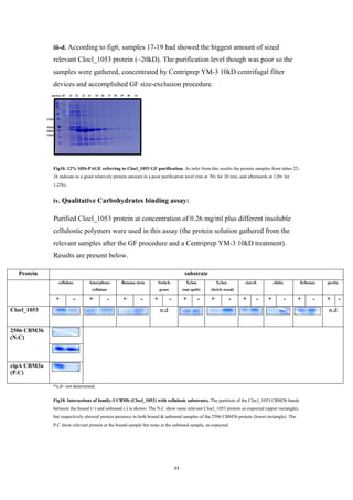 11
marker 20 21 22 23 24 25 26 27 28 29 30 31
iii-d. According to fig6, samples 17-19 had showed the biggest amount of sized
relevant Clocl_1053 protein (~20kD). The purification level though was poor so the
samples were gathered, concentrated by Centriprep YM-3 10kD centrifugal filter
devices and accomplished GF size-exclusion procedure.
Fig10. 12% SDS-PAGE referring to Clocl_1053 GF purification. As infer from this results the protein samples from tubes 22-
26 indicate to a good relatively protein amount in a poor purification level (run at 70v for 20 min, and afterwards at 120v for
1.25h).
iv. Qualitative Carbohydrates binding assay:
Purified Clocl_1053 protein at concentration of 0.26 mg/ml plus different insoluble
cellulostic polymers were used in this assay (the protein solution gathered from the
relevant samples after the GF procedure and a Centriprep YM-3 10kD treatment).
Results are present below.
Protein substrate
cellulose Amorphous
cellulose
Banana stem Switch
grass
Xylan
(oat spelt)
Xylan
(brich wood)
starch chitin lichenan pectin
+ - + - + - + - + - + - + - + - + - + -
Clocl_1053 n.d n.d
2506 CBM3b
(N.C)
cipA CBM3a
(P.C)
*n.d= not determined.
Fig10. Interactions of family-3 CBMb (Clocl_1053) with cellulosic substrates. The partition of the Clocl_1053 CBM3b bands
between the bound (+) and unbound (-) is shown. The N.C show none relevant Clocl_1053 protein as expected (upper rectangle),
but respectively showed protein presence in both bound & unbound samples of the 2506 CBM3b protein (lower rectangle). The
P.C show relevant protein at the bound sample but none at the unbound sample, as expected.
37kD
25kD
20kD
15kD
 