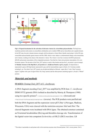 4
Fig2: i. Proposed mechanism for the activation of alternate σ factors by extracellular polysaccharides. The RsgI trans-
membrane proteins (red) contain an extracellular carbohydrate-active module (CBM) and an intracellular anti-σ peptide domain.
In the OFF state, the anti-σ domain interacts strongly with the alternative σ factor (blue), thereby inactivating it. In the ON state,
extracellular polysaccharides (green) interact with the CBM, which, in turn, induces a conformational change on the intracellular
anti-σ domain, resulting in the release of the alternative σ factor. The σ factor is now free to interact with RNA polymerase
(RNAP) and promote transcription of the σ-dependent promoters. Note that the σ factor also promotes transcription of its own
bicistronic operon. The deviation of the Clocl_2077 protein is mark in blue bracket and also the E_set protein is given (orange).
ii. Modular structure of the RsgI-like E_Set protein in C. clariflavum Putative rsgI-E_set gene. (A) SigI domain is
represented in green; (B) RsgI domain represented in grey and the transmembrane region in black; (C) C-terminus module
including E_set. The whole Clocl_2077 protein was divided and defined as followed: region (Re.) C only ("short" protein),
region C together with a part of region B (Re. B') ("long" protein) and the whole protein containing regions A, B and C ("Whole"
protein).
and methodssMaterial
:C. clariflavumof2077_Cloning Clocl:STAGE1
A DNA fragment encoding Clocl_2077 was amplified by PCR from C. clariflavum
DSM119732 genomic DNA isolated as described by Murray & Thompson (1980)
using two specific primers4
: 5'-ATCGCATATGAATCGTACACCGGCGT-TTTC-3' (forward) and
5'-TGCCTCGAG TTATTCGACAACCGTAACGGTAAC-3' (reverse). The PCR products were purified and
both the DNA fragment and the expression vector pET-28a(+) (Novagen, Madison,
Wisconsin, USA) were cleaved with the restriction enzymes NdeI and XhoI. The
cleaved fragments were incubated with DNA ligase. The obtained construct contained
an N-terminal hexahistidine (His) tag and thrombin cleavage site. Transformation of
the ligated vector into competent Escherichia coli BL21 (DE3) was done. LB
4
The italics 6 nucleotides in each primer refer to the restriction enzymes sites (Forward primer: Nde1, reverse primer: Xho1).
Re. C-
'short'Re. C+B'-
'long'
Re. C+B+A-
'whole'
E-set
i ii
 