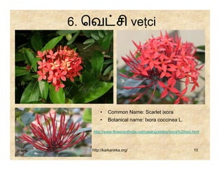 6. ெவ சி veṭci




       •    Common Name: Scarlet ixora
       •    Botanical name: Ixora coccinea L.

    http://www.flowersofindia.net/catalog/slides/Ixora%20red.html



   http://karkanirka.org/                                    10
 