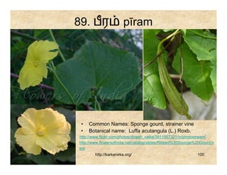 89. பர                pīram




 •   Common Names: Sponge gourd, strainer vine
 •   Botanical name: Luffa acutangula (L.) Roxb.
http://www.flickr.com/photos/dinesh_valke/3911957321/in/photostream/
http://www.flowersofindia.net/catalog/slides/Ribbed%20Sponge%20Gourd.h
tml
         http://karkanirka.org/                                 100
 