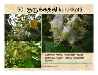 90.     க தி kurukkatti




      • Common Name: Helicopter Flower
      • Botanical name: Hiptage madablota
        Gaertn.
      http://www.flowersofindia.net/catalog/slides/Madhavi%20Lata.html
      http://karkanirka.org/                                 101
 