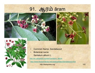 91. ஆர                           āram




•    Common Name: Sandalwood
•    Botanical name:
     Santalum album L.
http://en.wikipedia.org/wiki/Santalum_album
http://www.flowersofindia.net/catalog/slides/Sandalwood.html
             http://karkanirka.org/                            102
 