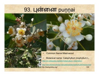 93.        ைன puṉṉai




       •    Common Name:Mast-wood

       •    Botanical name: Calophyllum inophyllum L.
      http://en.wikipedia.org/wiki/Calophyllum_inophyllum

      http://www.flowersofindia.net/catalog/slides/Sultan%20Champa.html
      http://karkanirka.org/                                    104
 