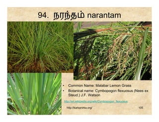 94. நர த                  narantam

                                  • Common Name:
                                    Orange
                                  • Botanical name:
                                    Citrus
                                    aurantium L.

     •    Common Name: Malabar Lemon Grass
     •    Botanical name: Cymbopogon flexuosus (Nees ex
          Steud.) J.F. Watson
     http://en.wikipedia.org/wiki/Cymbopogon_flexuosus

         http://karkanirka.org/                          105
 