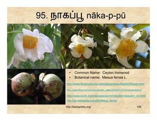 95. நாக                 nāka-p-pū




        •    Common Name: Ceylon Ironwood
        •    Botanical name: Mesua ferrea L.
      http://www.flowersofindia.net/catalog/slides/Nag%20Kesar.html

      http://www.flickr.com/photos/dinesh_valke/2209461274/in/photostream/

      http://www.biotik.org/india/species/m/mesuferr/mesuferr_en.html
      http://en.wikipedia.org/wiki/Mesua_ferrea

      http://karkanirka.org/                                         106
 