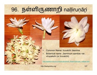 96. ந   ள         ணாறி naḷḷiruṇāṟi




              •    Common Name: Iruvatchi Jasmine
              •    Botanical name: Jasminum sambac var.
                   virupakshi (or Iruvatchi)

              http://agritech.tnau.ac.in/horticulture/horti_flower%20crops_malligai.html


            http://karkanirka.org/                                             107
 