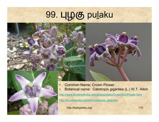 99.         ழ                puḻaku




      •   Common Name: Crown Flower
      •   Botanical name: Calotropis gigantea (L.) W.T. Aiton
      http://www.flowersofindia.net/catalog/slides/Crown%20Flower.html
      http://en.wikipedia.org/wiki/Calotropis_gigantea

            http://karkanirka.org/                                 110
 