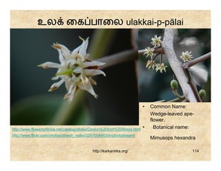 உல              ைக பாைல ulakkai-p-pālai




                                                                         •   Common Name:
                                                                             Wedge-leaved ape-
                                                                             flower.
http://www.flowersofindia.net/catalog/slides/Ceylon%20Iron%20Wood.html   •     Botanical name:
http://www.flickr.com/photos/dinesh_valke/3297004463/in/photostream/
                                                                             Mimusops hexandra

                                            http://karkanirka.org/                           114
 