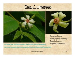 ெவ பாைல




                                                                       •   Common Name:
                                                                           Woolly dyeing rosebay.
                                                                       •   Botanical name:
http://www.flickr.com/photos/dinesh_valke/2639522636/in/photostream/
                                                                           Wrightia tomentosa

http://www.flowersofindia.net/catalog/slides/Woolly%20Dyeing%20Rosebay.html


                                            http://karkanirka.org/                            117
 