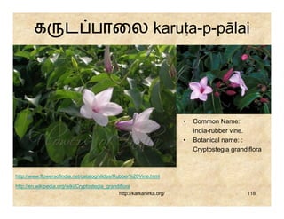 க             ட பாைல karuṭa-p-pālai




                                                                        •   Common Name:
                                                                            India-rubber vine.
                                                                        •   Botanical name: :
                                                                            Cryptostegia grandiflora



http://www.flowersofindia.net/catalog/slides/Rubber%20Vine.html
http://en.wikipedia.org/wiki/Cryptostegia_grandiflora
                                               http://karkanirka.org/                          118
 