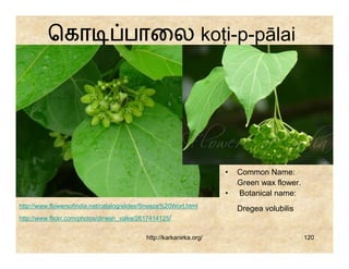 ெகா                        பாைல koṭi-p-pālai




                                                                     •   Common Name:
                                                                         Green wax flower.
                                                                     •   Botanical name:
http://www.flowersofindia.net/catalog/slides/Sneeze%20Wort.html          Dregea volubilis
http://www.flickr.com/photos/dinesh_valke/2617414125/


                                            http://karkanirka.org/                           120
 