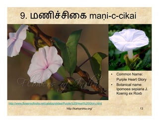 9. மண                           சிைக maṇi-c-cikai




                                                                           •   Common Name:
                                                                               Purple Heart Glory
                                                                           •   Botanical name:
                                                                               Ipomoea sepiaria J.
                                                                               Koenig ex Roxb

http://www.flowersofindia.net/catalog/slides/Purple%20Heart%20Glory.html
                                            http://karkanirka.org/                           13
 
