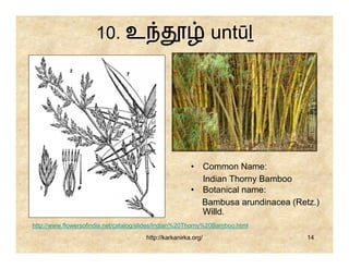 10. உ                                      untūḻ




                                                        • Common Name:
                                                          Indian Thorny Bamboo
                                                        • Botanical name:
                                                          Bambusa arundinacea (Retz.)
                                                          Willd.
http://www.flowersofindia.net/catalog/slides/Indian%20Thorny%20Bamboo.html
                                       http://karkanirka.org/                     14
 