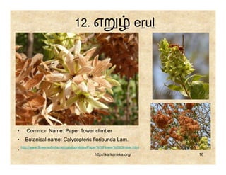 12. எ                                 eṟuḻ




•    Common Name: Paper flower climber
•   Botanical name: Calycopteris floribunda Lam.
. http://www.flowersofindia.net/catalog/slides/Paper%20Flower%20Climber.html
                                                http://karkanirka.org/          16
 