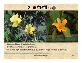 13.                     ள cuḷḷi




•   Common Name: Porcupine flower
•   Botanical name: Barleria prionitis L.
There is very high possibility that cuḷḷi is just small twigs- instead of a flower.
http://www.flowersofindia.net/catalog/slides/Porcupine%20Flower.html
                                             http://karkanirka.org/                   17
 