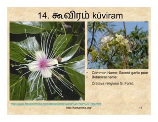 14.                  வர                    kūviram




                                                          •   Common Name: Sacred garlic pear
                                                          •   Botanical name:
                                                              Crateva religiosa G. Forst.




http://www.flowersofindia.net/catalog/slides/Garlic%20Pear%20Tree.html
                                              http://karkanirka.org/                        18
 
