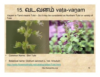 15. வடவன                                     vaṭa-vaṉam
    Vaṉam in Tamil means Tulsi – So it may be considered as Northern Tulsi or variety of
    Tulsi




•    Common Name: Shri Tulsi

•    Botanical name: Ocimum sanctum L. Var. hirsutum
    http://www.flowersofindia.net/catalog/slides/Tulsi.html
                                       http://karkanirka.org/                      19
 