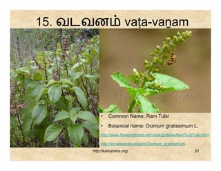 15. வடவன                 vaṭa-vaṉam




          •    Common Name: Ram Tulsi
          •    Botanical name: Ocimum gratissimum L.
          http://www.flowersofindia.net/catalog/slides/Ram%20Tulsi.html

          http://en.wikipedia.org/wiki/Ocimum_gratissimum
      http://karkanirka.org/                                  20
 