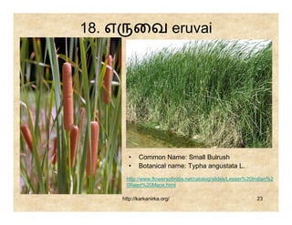 18. எ         ைவ eruvai




          •    Common Name: Small Bulrush
          •    Botanical name: Typha angustata L.
         http://www.flowersofindia.net/catalog/slides/Lesser%20Indian%2
         0Reed%20Mace.html

        http://karkanirka.org/                                  23
 
